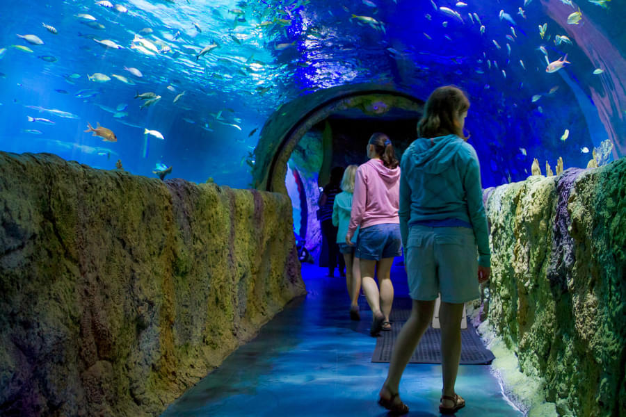 Pass through the Ocean Tunnel to explore underwater world