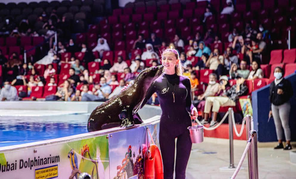 See the seals interact and perform with the trainers