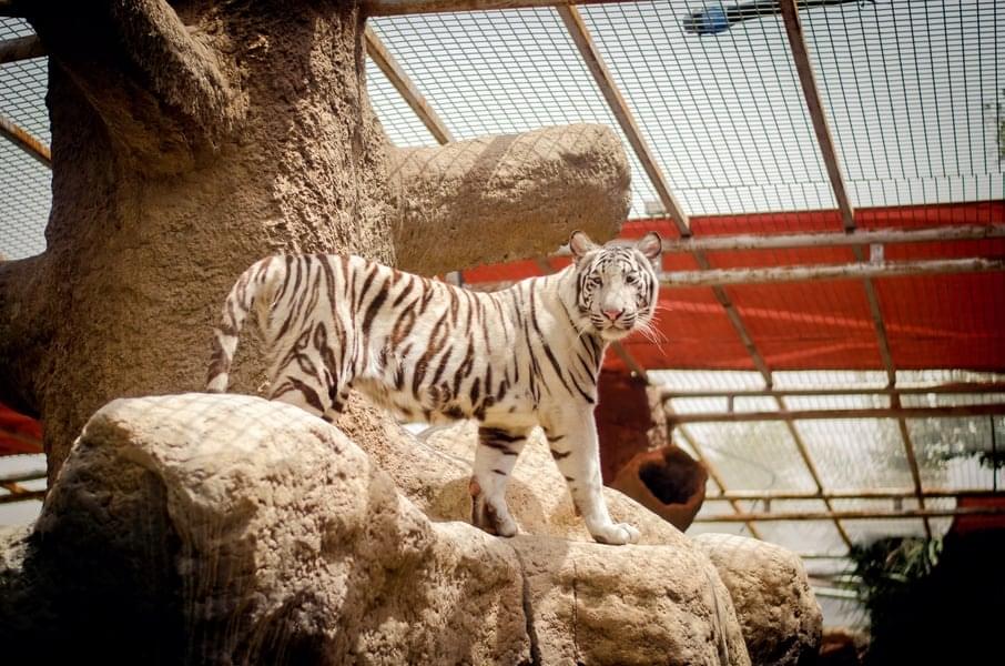 Visit Emirates Park Zoo