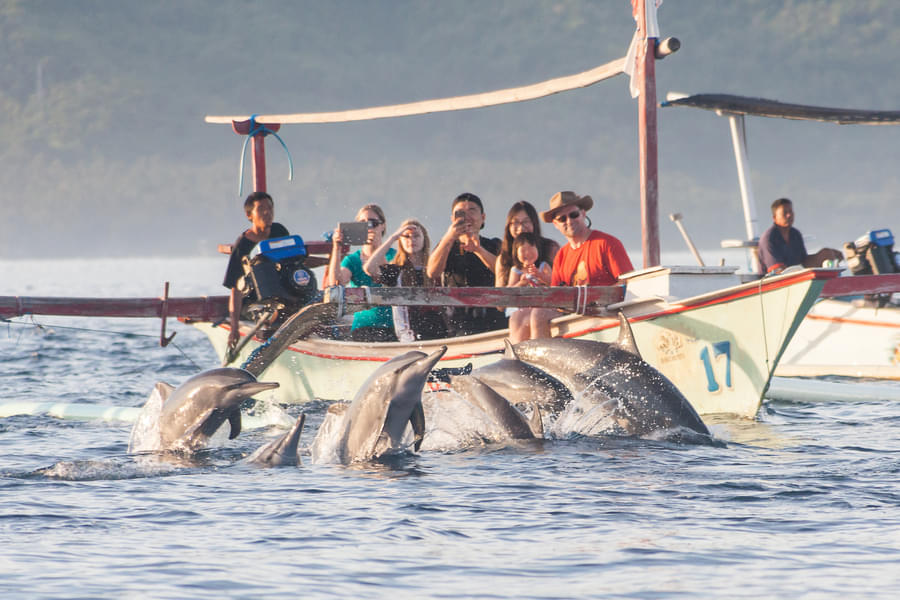 Get a chance to see the dolphins
