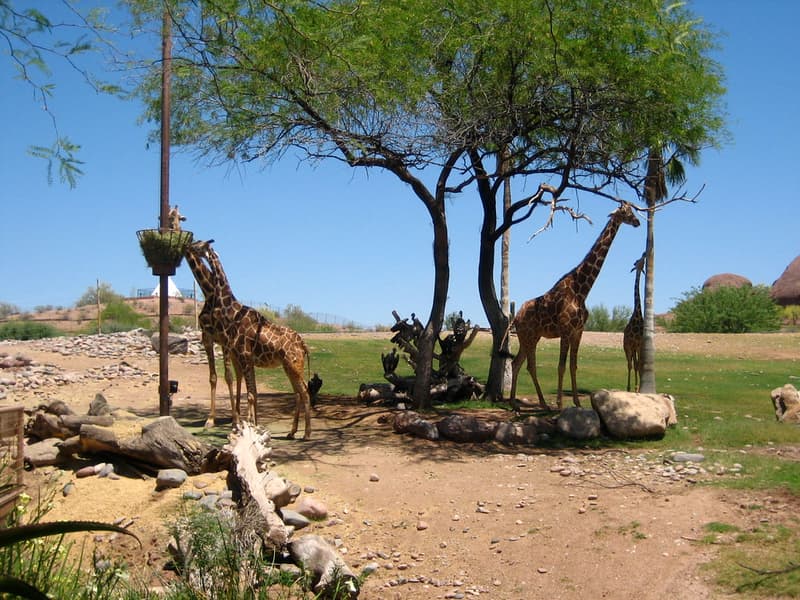 Phoenix Zoo Tickets Image