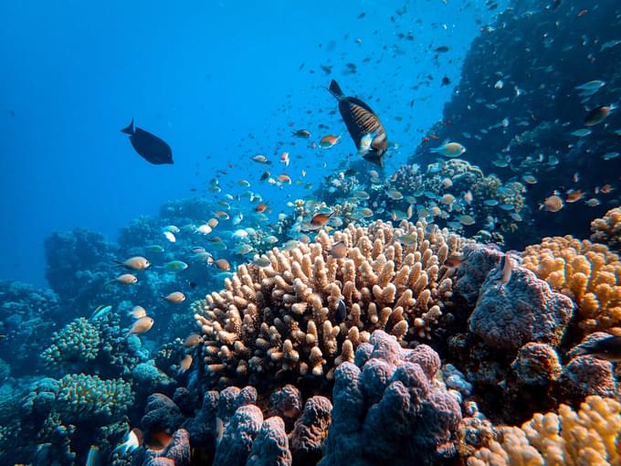 South Pacific Marine Communities: 