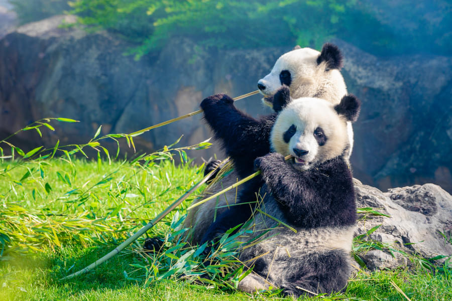 Beauval Zoo Tickets Image