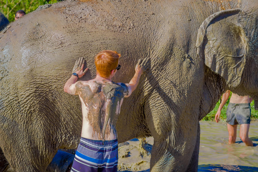 Take a bath in mud with Sumatran Elephants