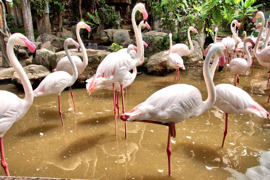 Flamingo at Chiang Mai Zoo