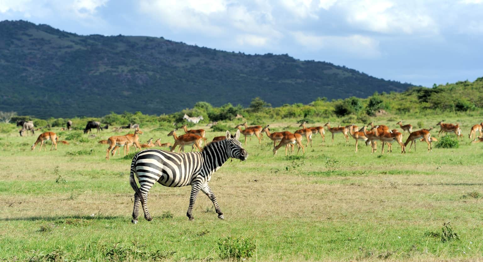 <em>Nairobi</em> Tour Packages From Kolkata 