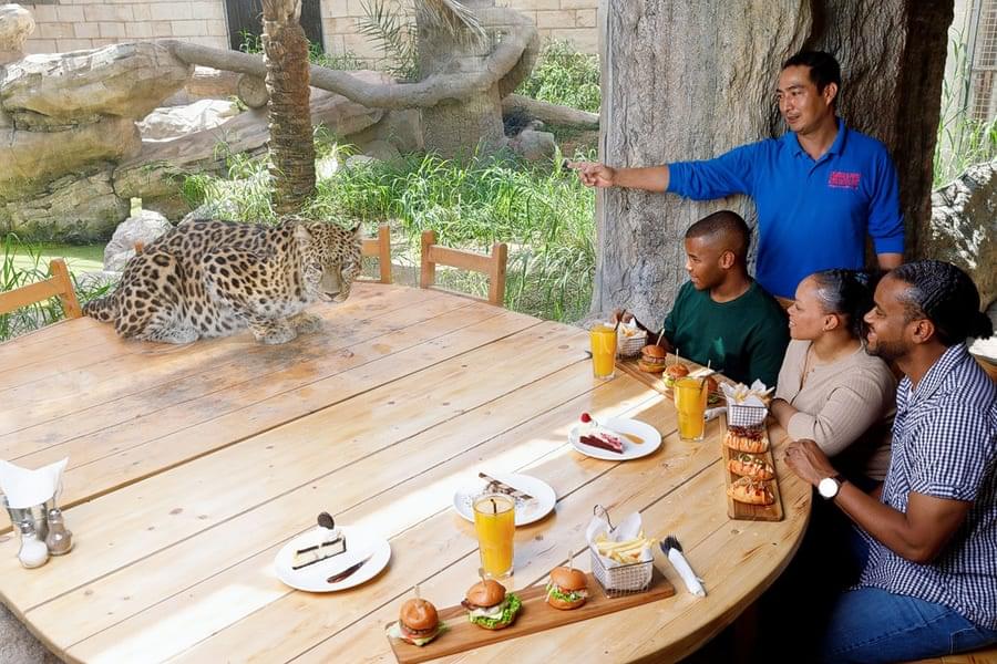 lunch with leopard