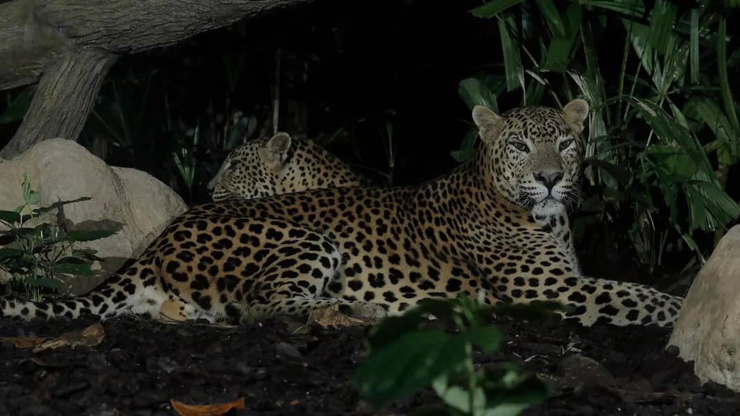 witness the nightly habits of the majestic leopards
