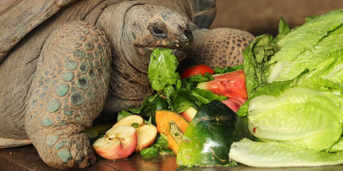 See the Aldabra Giant Tortoise in the reptile zone