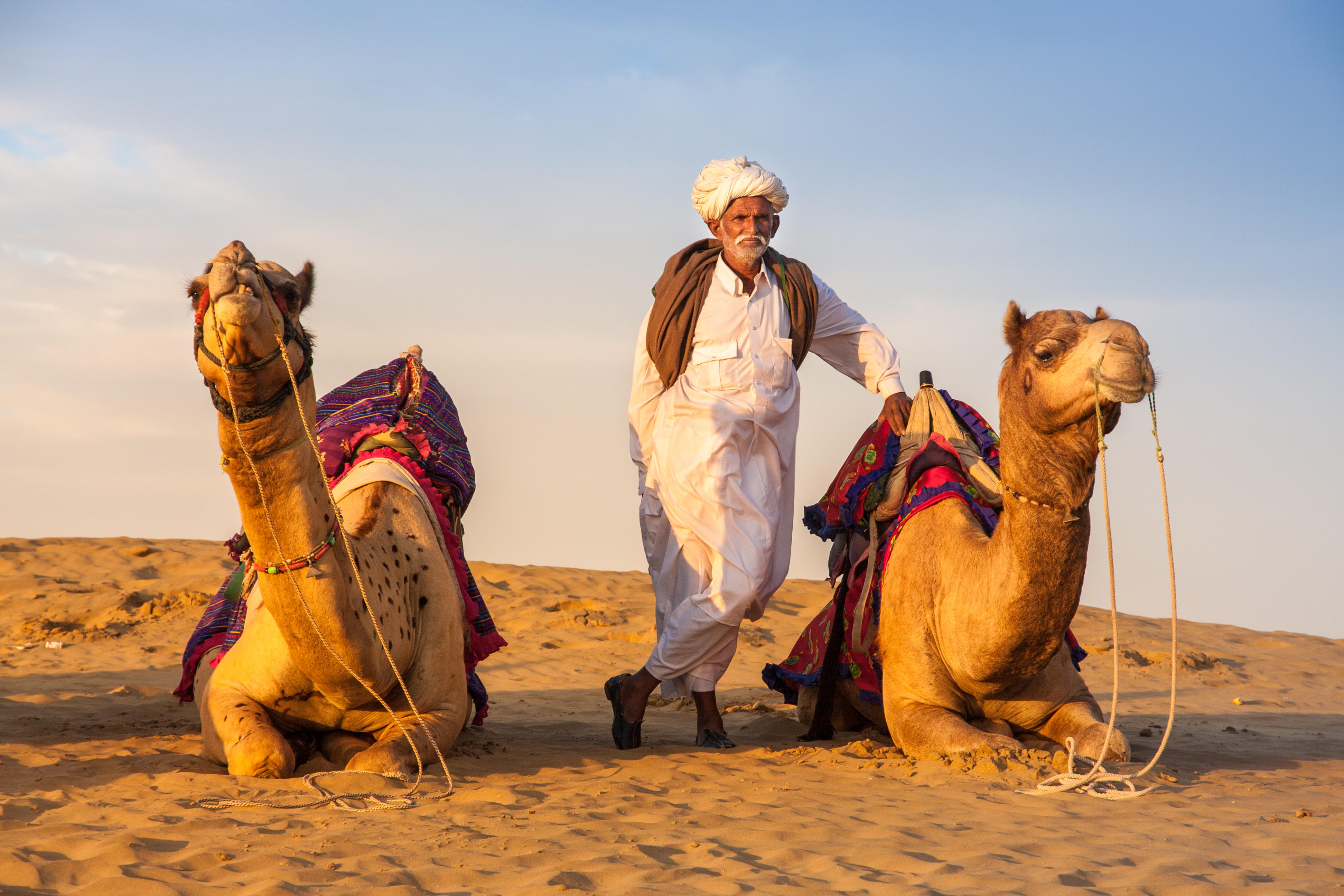 Camels in Sand Dunes