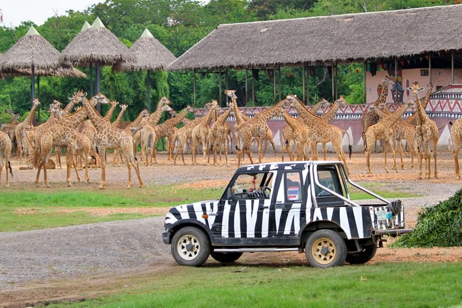 Best Time to Visit Safari World