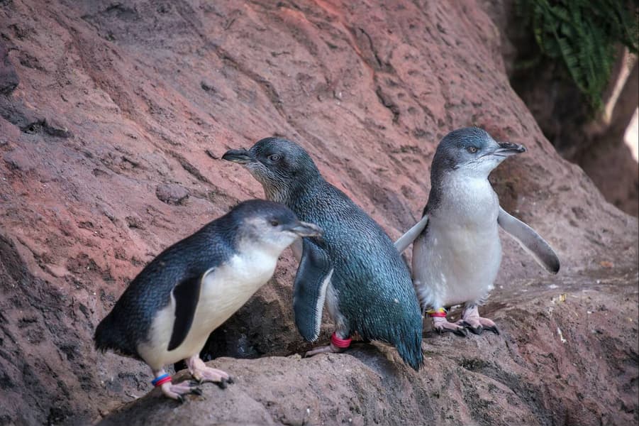 International Antarctic Centre Tickets, Christchurch Image