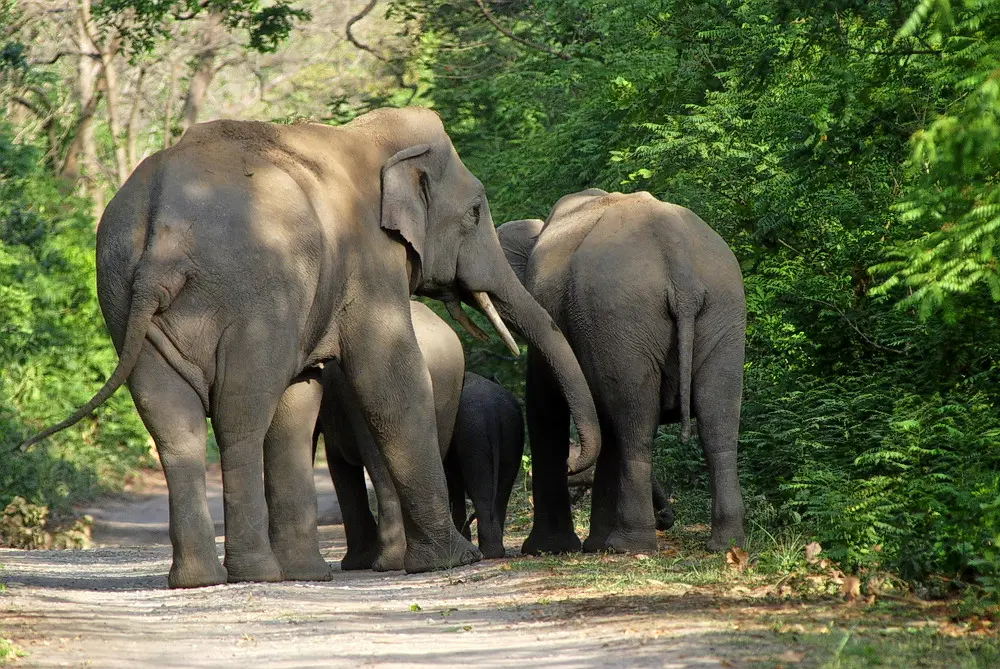 Manas National Park