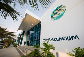 Explore Cairns Aquarium, famous for its vibrant marine life