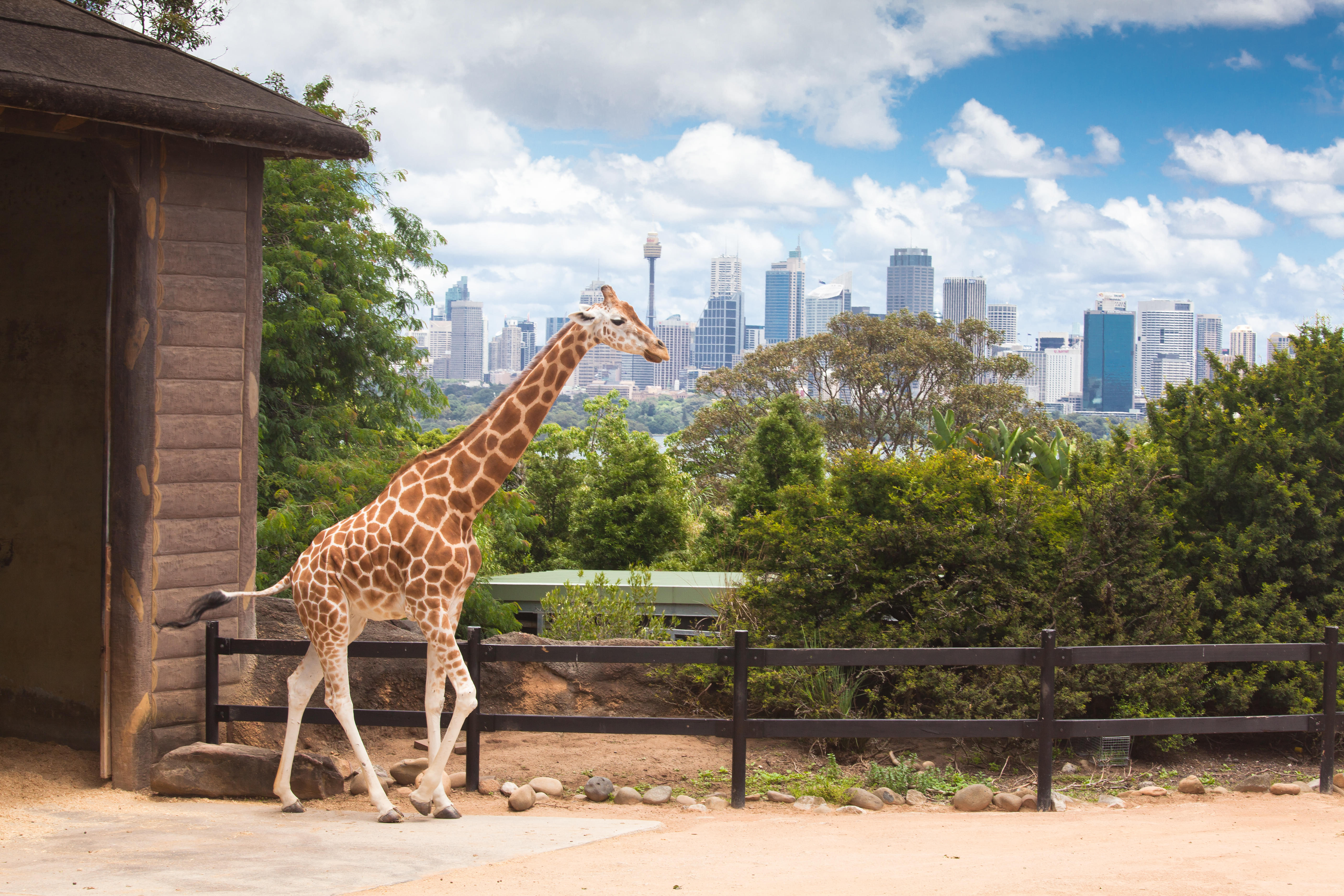 Sydney zoo. Таронга Сидней. Taronga Zoo Sydney. Зоопарк Таронга в Австралии. Жираф в Московском зоопарке.