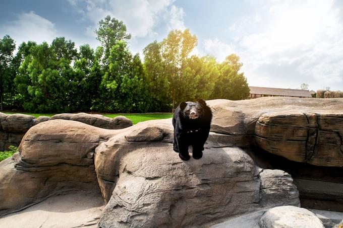 Bear in Dubai Safari Park