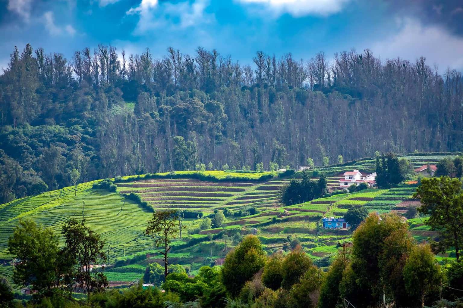 Bangalore to Ooty Group Tour Package