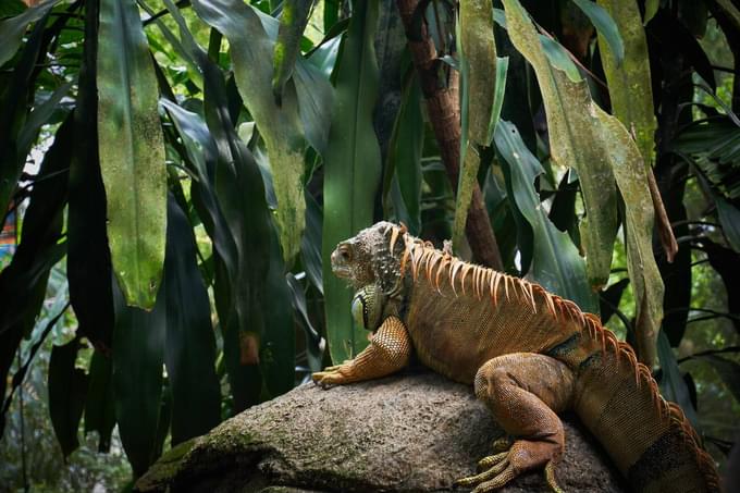 Singapore Zoo Reptile Kingdom