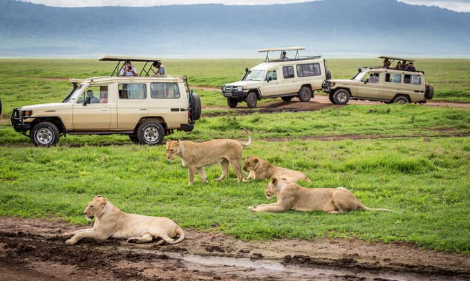 Half-Day Game Drive at Maasai Mara National Park