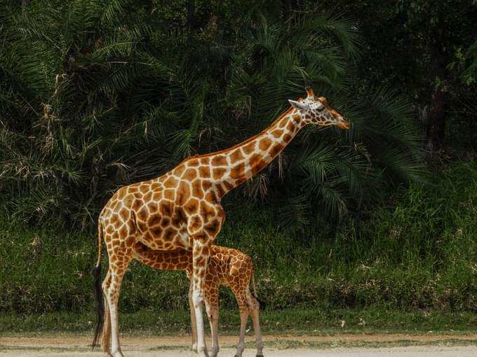 Giraffe Feeding Brookfield Zoo