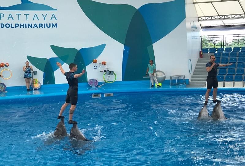 See the trainers do some tricks with the dolphins