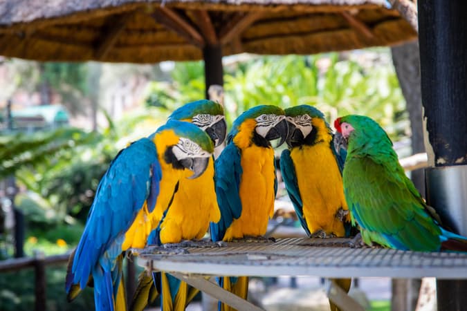 Watch colourful parrots adding to the vibrant ambience of the Parrot Island