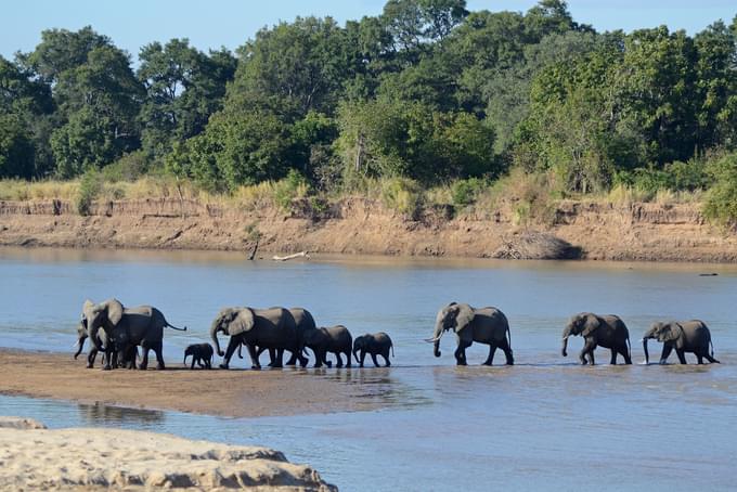 Luangwa_River_crossing.jpg