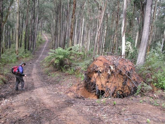 Things To Do In Yarra Valley