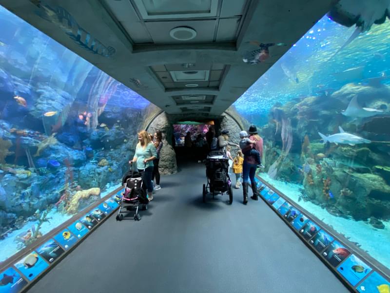 Step into a mesmerizing underwater world as you traverse the stunning glass tunnel housing vibrant marine life