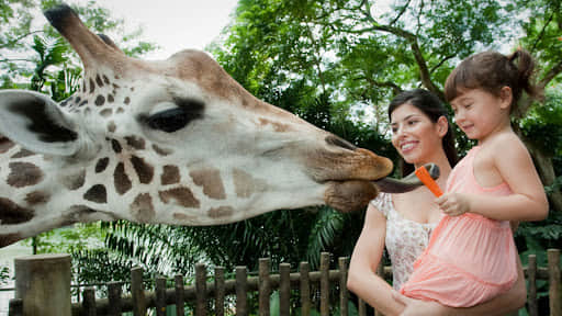 Animal Friends Show