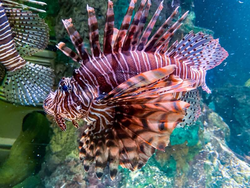 Capture amazing pictures of the Lionfishes