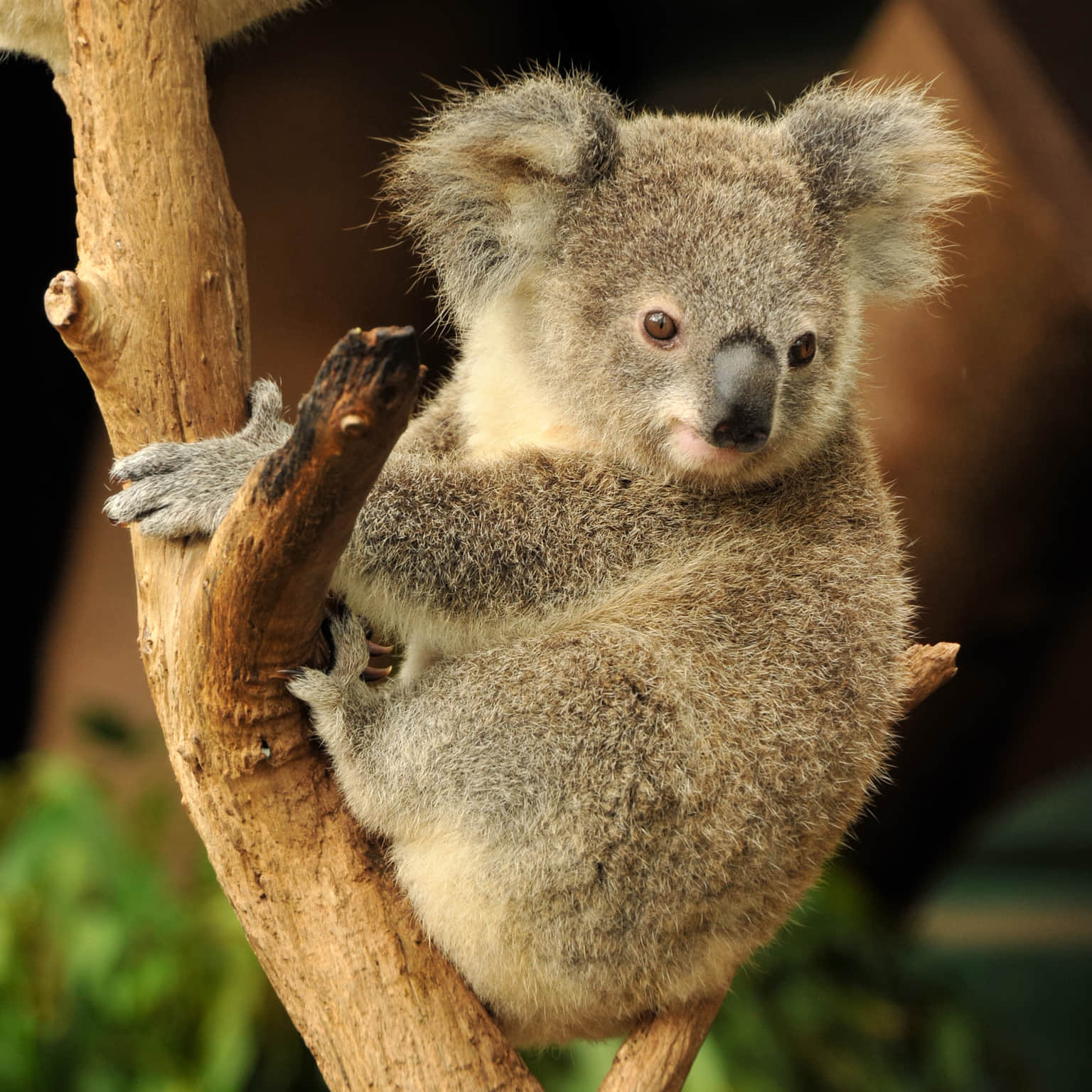 Lone Pine Koala Sanctuary, <em>Brisbane</em>