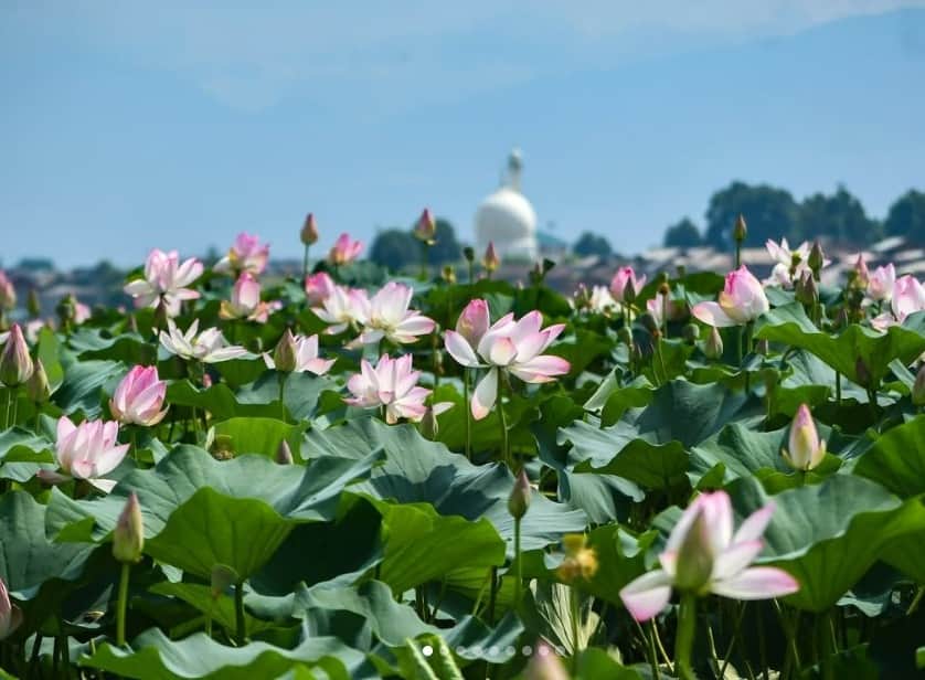 Enjoy the beauty of the mesmerizing Lotus Garden