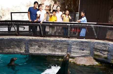 Meet The Sea Lion & Feeding