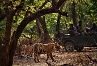 Catch a glimpse of Royal Bengal Tiger on a safari, Jim Corbett