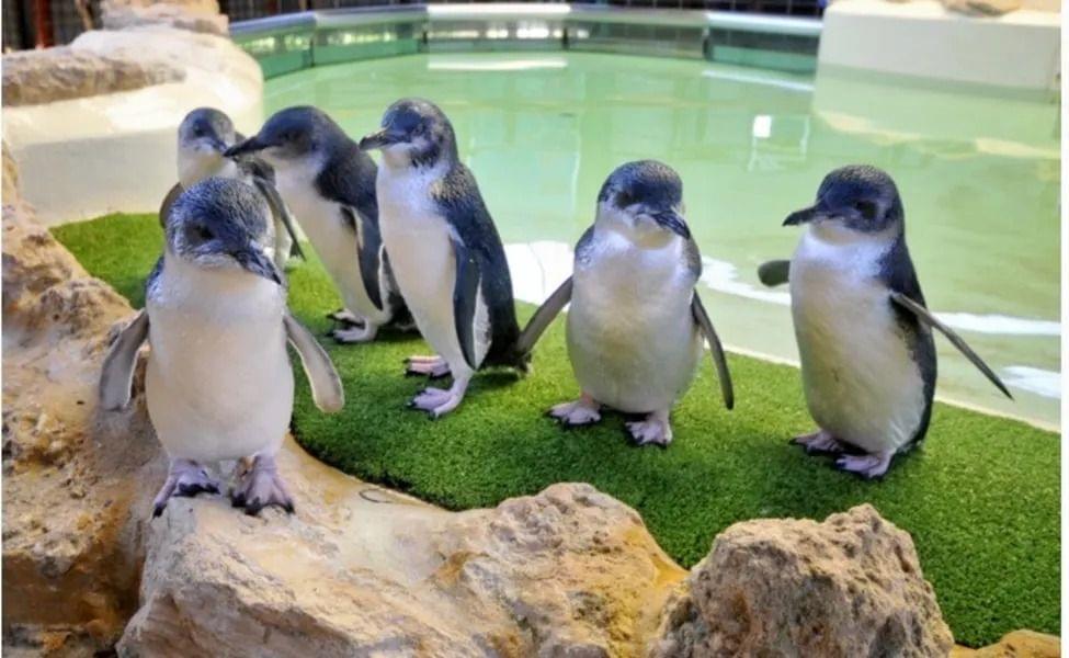 Penguin Island Tour 