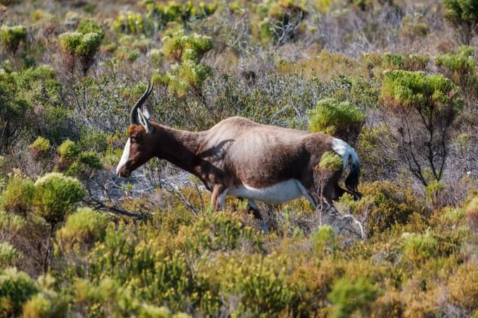 bontebok