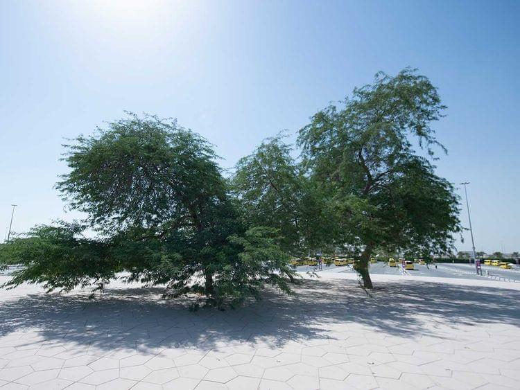 Salama, the Ghaf Tree