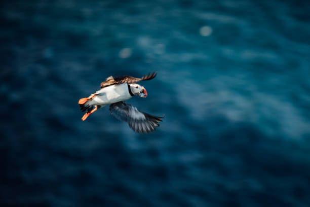 Puffin Tour in Reykjavik