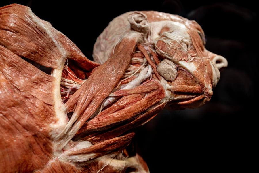 Gaze at the close view of inner human body through more than 200 bodies displayed at Body World