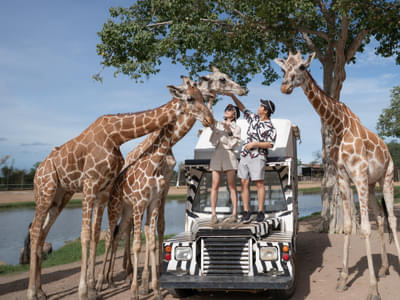 Meet adorable Giraffes at the African zone