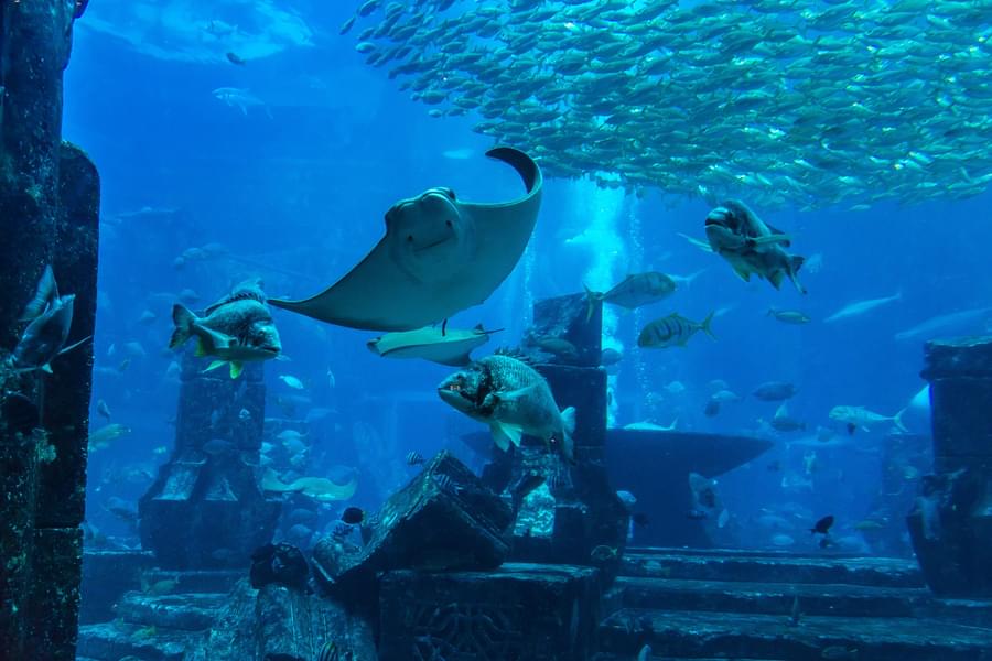 Discovery Passage Aquarium