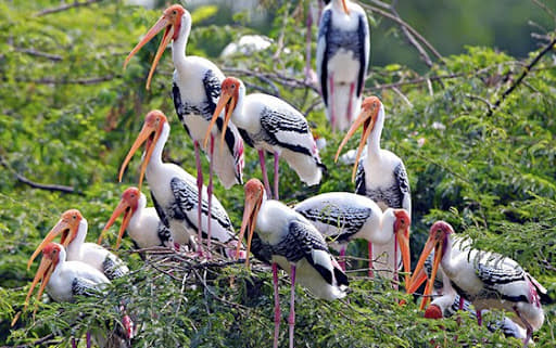 Engage in Bird Watching