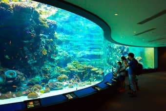 Explore the diverse array of marine life