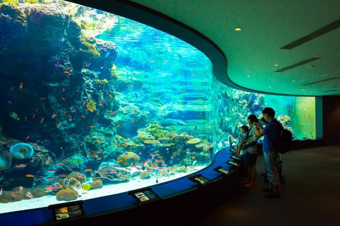 Explore the diverse array of marine life