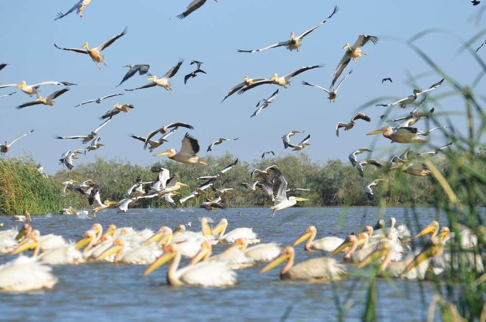 Pitti Bird Sanctuary, <em>Lakshadweep</em>
