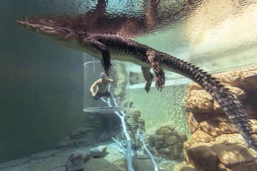 Crocosaurus Cove - Cage of Death Experience Image