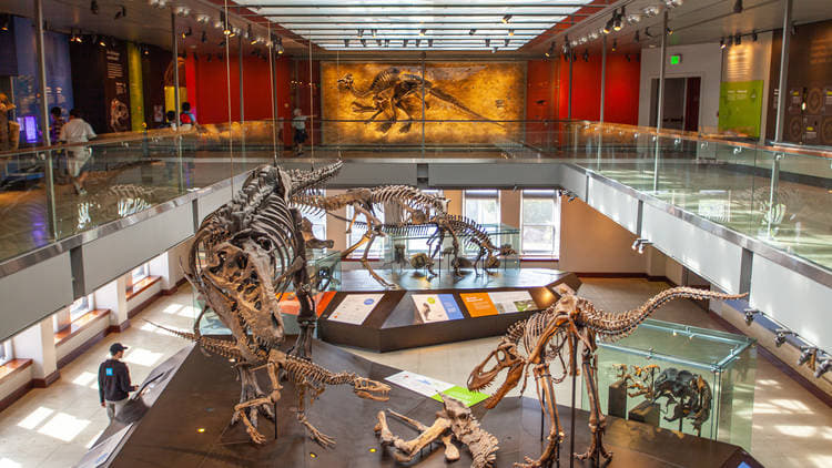 Natural History Museum of Los Angeles County Tickets, California Image