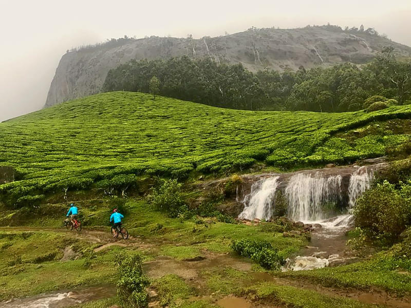 Tea Plantation Walking Tour In Munnar Image