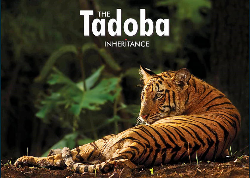 Tadoba Tour  Image